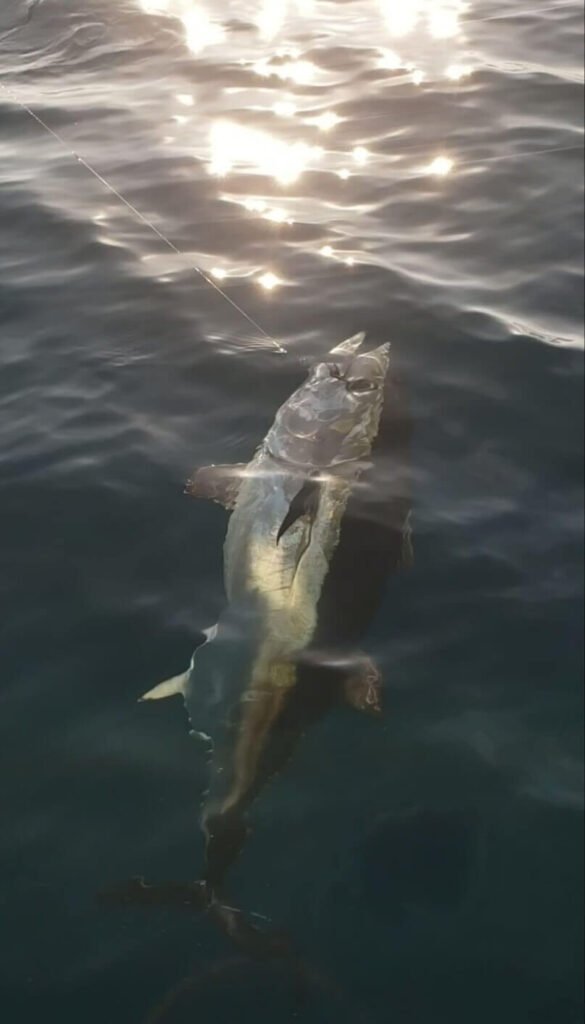 sortie de pêche au thon Arcachon / Cap Ferret au large du Bassin d'Arcachon thon rouge avec feed popper et les assists hooks arcapeche 9/0 et 11/0 en queue