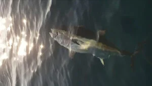 Bassin d'Arcachon quelles espèces de poissons à pêcher ?