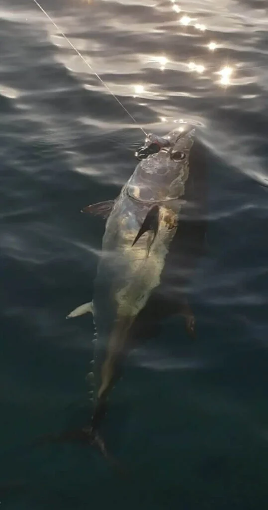 sortie de pêche au thon sur chasse Arcachon / Cap Ferret au large du Bassin d'Arcachon. thon rouge avec feed popper et les assists hooks arcapeche 9/0 et 11/0 en queue