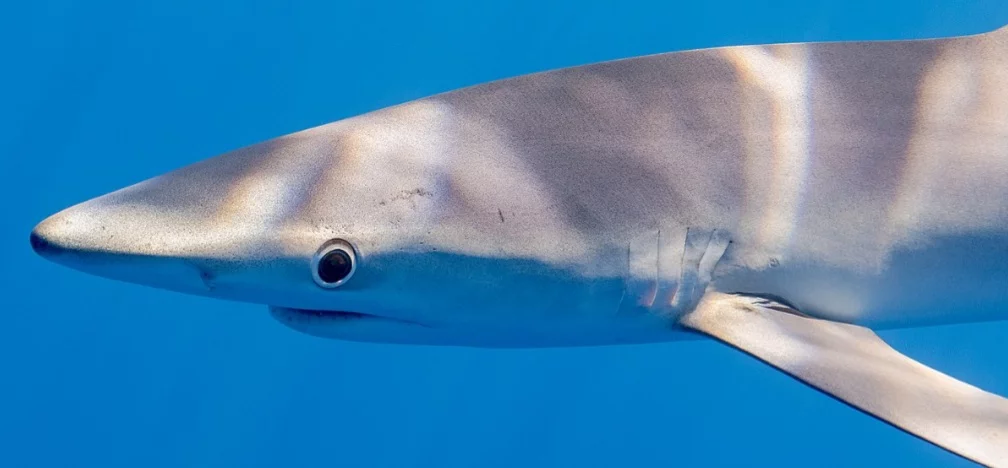 pêche au requin bassin arcachon