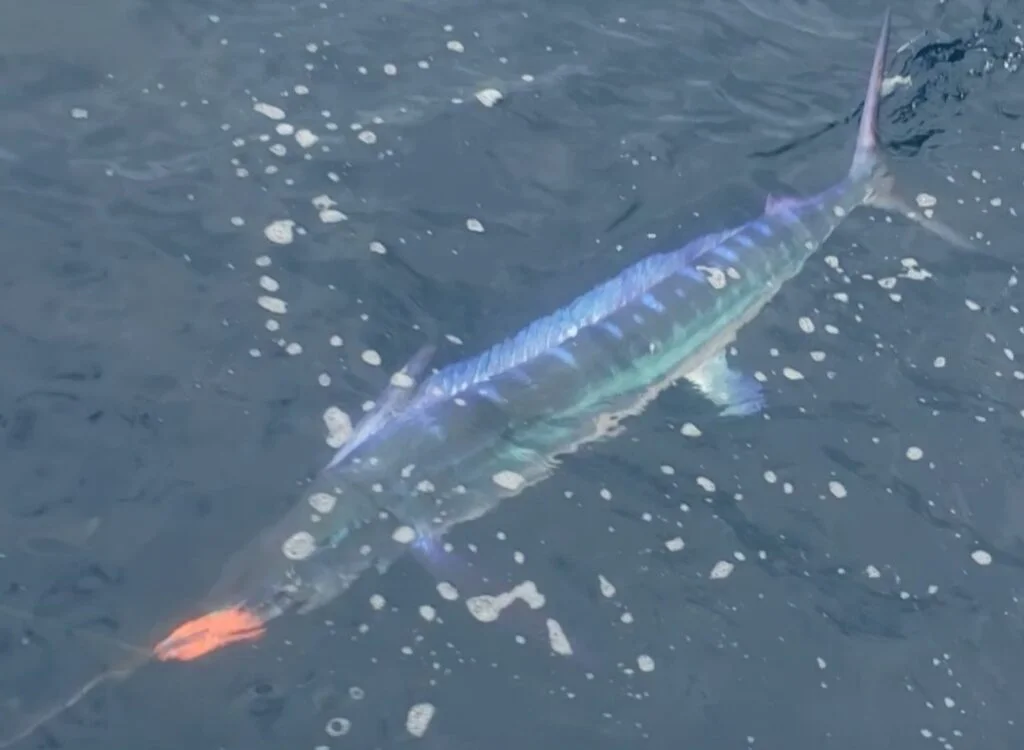 techniques sortie de pêche au thon