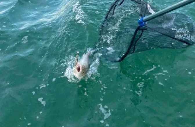 guide Pêche Cap Ferret
