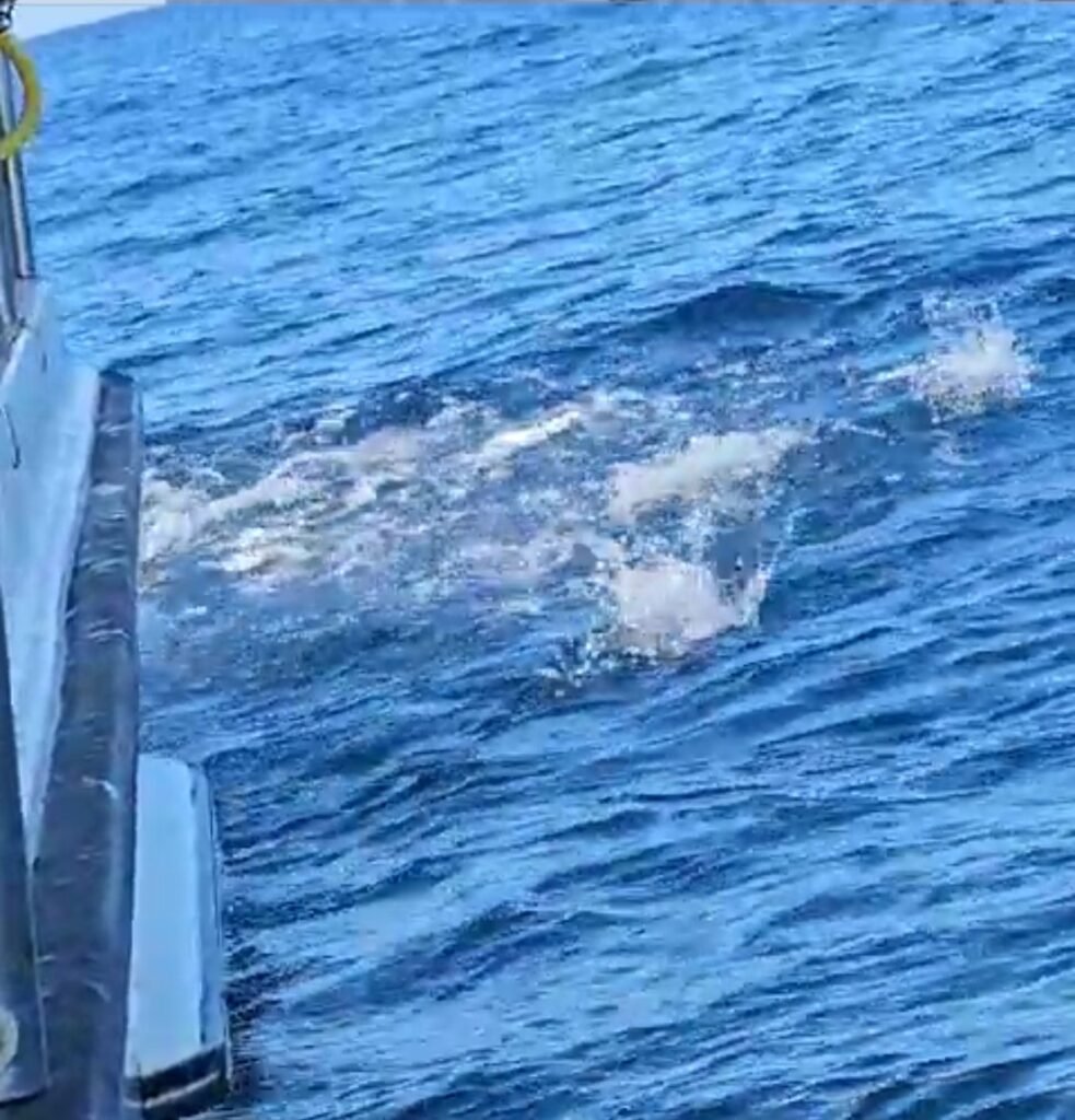 pêche au listao Bassin Arcachon